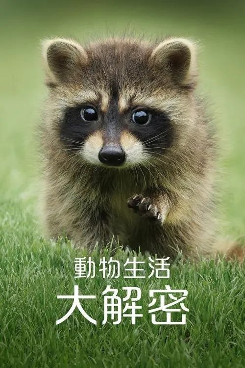 名称：动物的秘密生活 (2024) 4K SDR 全10集 内封简繁英字幕描述：探索动物以何种聪明而有创意的方法，应对生命中从离家到求偶等等意想不到的挑战