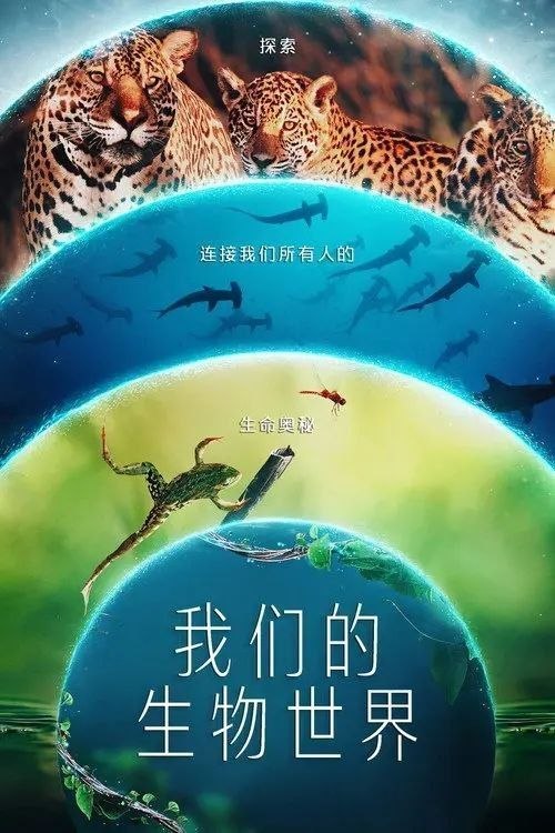 名称：我们的生物世界 (2024) 4K HDR & Dv 全4集 内封简繁英字幕描述：该纪录片系列为《全球绝美国家公园》艾美奖获奖班底最新力作，为你揭晓一个神秘的联系网络，这不仅聚集我们众人，也维系了地球上最神奇的现象：生命