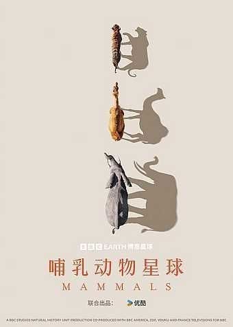 名称：哺乳动物星球 (2024) 4K HLG 全6集 外挂简英双语字幕描述：2024开年大献，欢迎来到哺乳动物星球！6600万年前，当恐龙对地球的统治走向终结时，哺乳动物得以自由探索地球的每个角落