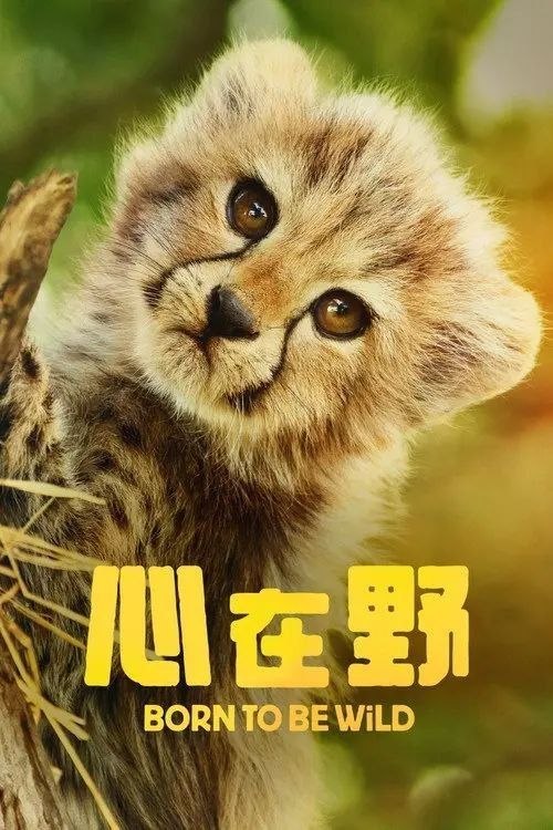 名称：生而狂野 (2025) 1080P 全6集 内封简繁英字幕描述：这部历时数年、跨越三大洲拍摄的六集纪录片，追踪六只濒危幼崽在人类世界成长却终将回归自然的历程
