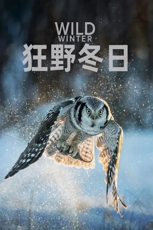 名称：狂野冬日 第一季 (2024) 4K 高码 全4集 国语 简英双语字幕描述：该片展示了令人叹为观止的冬季景观和动物居民的惊人旅程......从北极到南极，看起来无法居住的景观，实际上是许多令人难以置信的动物物种的家园